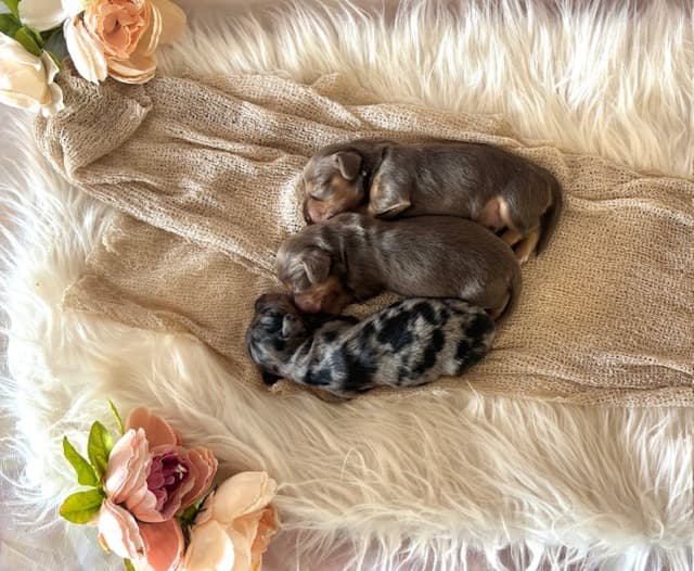Past Litter