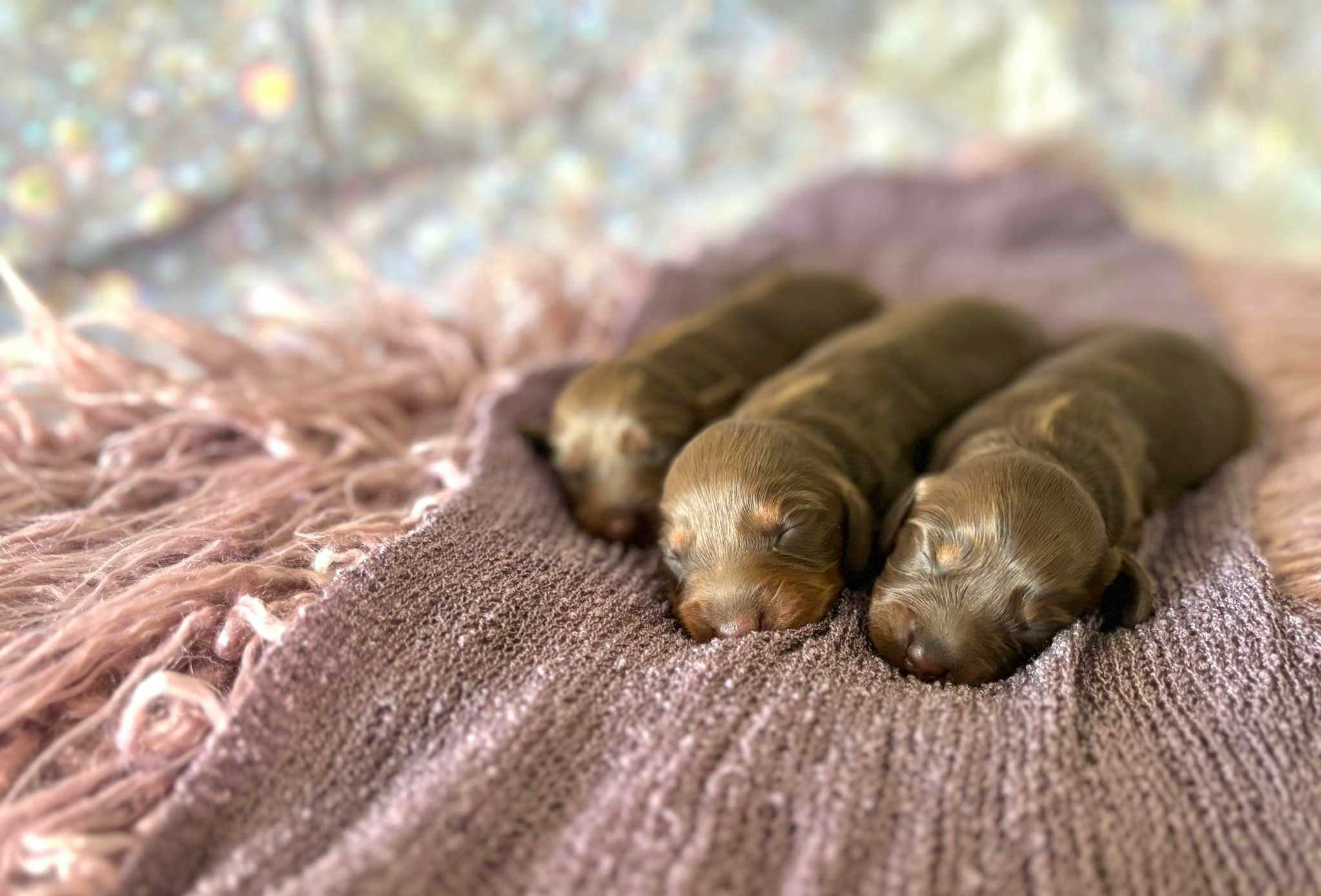 Princess and King puppies 2024 - three chocolate newborns laying on a blanket