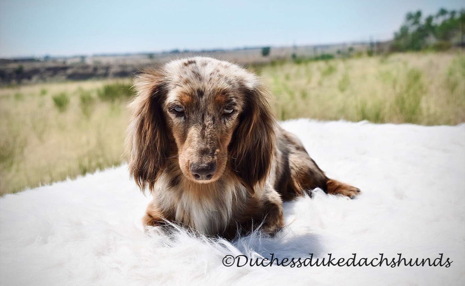 Miniature Long Haired Dachshund laying down